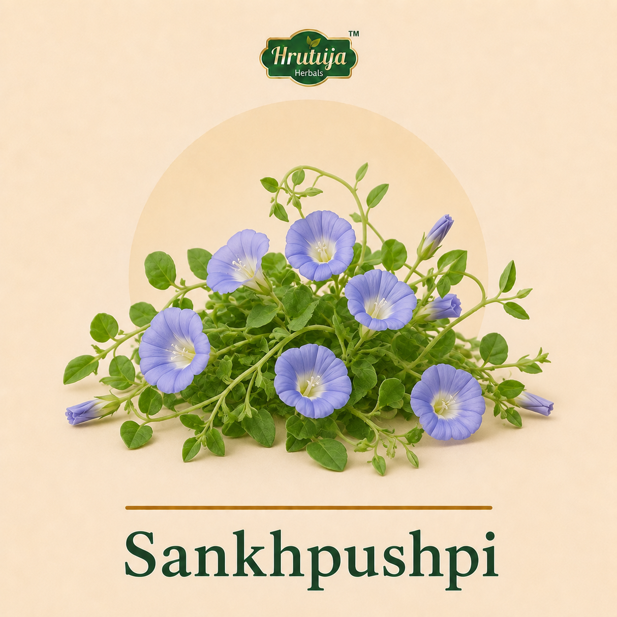 Shankhpushpi